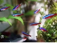 Аквариумные рыбки