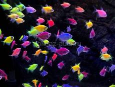 Аквариумные рыбки