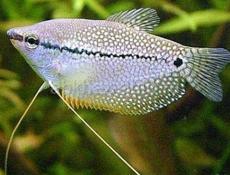 Аквариумные рыбки