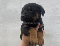 Ищут дом☺️