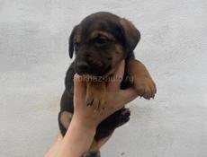 Ищут дом☺️