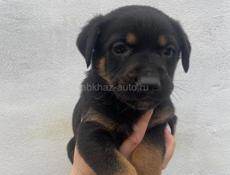 Ищут дом☺️