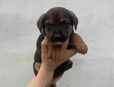 Ищут дом☺️