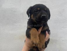 Ищут дом☺️