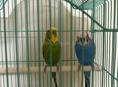 Продам двух попугаев мальчик и девочка 