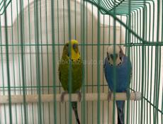 Продам двух попугаев мальчик и девочка 