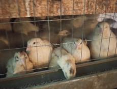 Продаются перепёлки