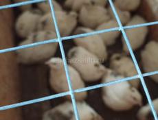 Продаются перепёлки