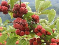 Клубничное дерево 