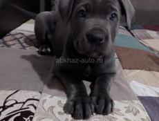 Кане корсо девочка