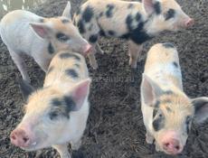 Продам поросят
