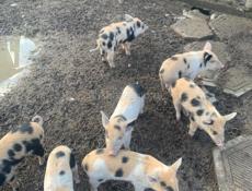 Продам поросят