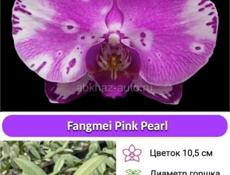 Орхидея Фаленопсис