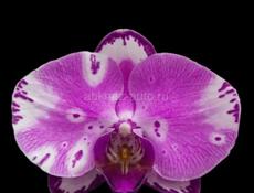 Орхидея Фаленопсис