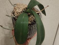 Орхидея Фаленопсис