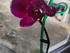 Орхидея Фаленопсис