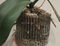 Орхидея Фаленопсис