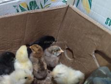 Цыплята от местных кур