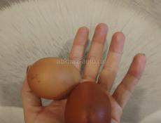 Цыплята от местных кур