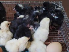 Цыплята от местных кур