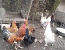 Цыплята от местных кур