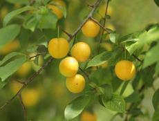 Ищу саженцы алычи сладкой