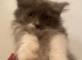 Котенок полкуровка 