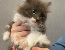 Котенок полкуровка 