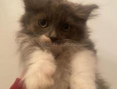 Котенок полкуровка 