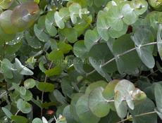 Саженцы эвкалипта