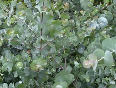 Саженцы эвкалипта