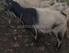 Продаются коза