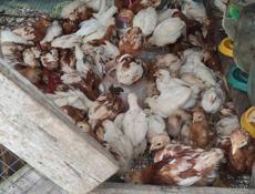 Продаю цыплят несушек, им 1.5 месяца. 