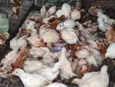 Продаю цыплят несушек, им 1.5 месяца. 