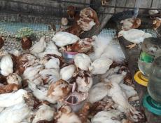 Продаю цыплят несушек, им 1.5 месяца. 