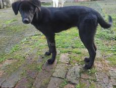 Щенки лабрадора! В добрые руки!