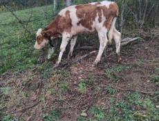 Гулрипшский район мархаул 