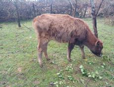 Продаю телку 55-60