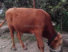 Гулрипшский район 