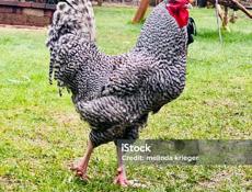 Продаю петухов 