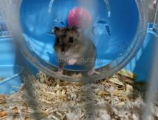  Сирийские джунгарские хомяки.