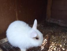 Карликовые кролики