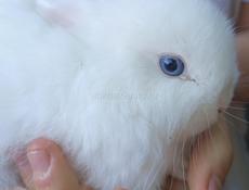 Карликовые кролики