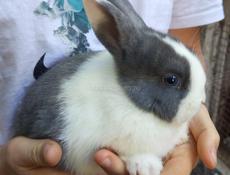Карликовые кролики