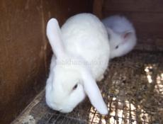 Карликовые кролики