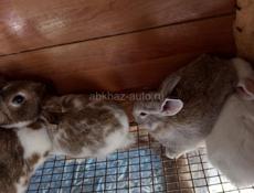 Кролики больших пород.