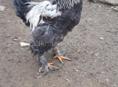 Продаются петухи 