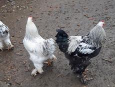 Продаются петухи