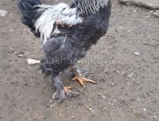 Продаются петухи 