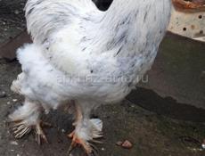 Продаются петухи